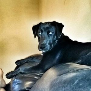 Meet your Posher, Douglas